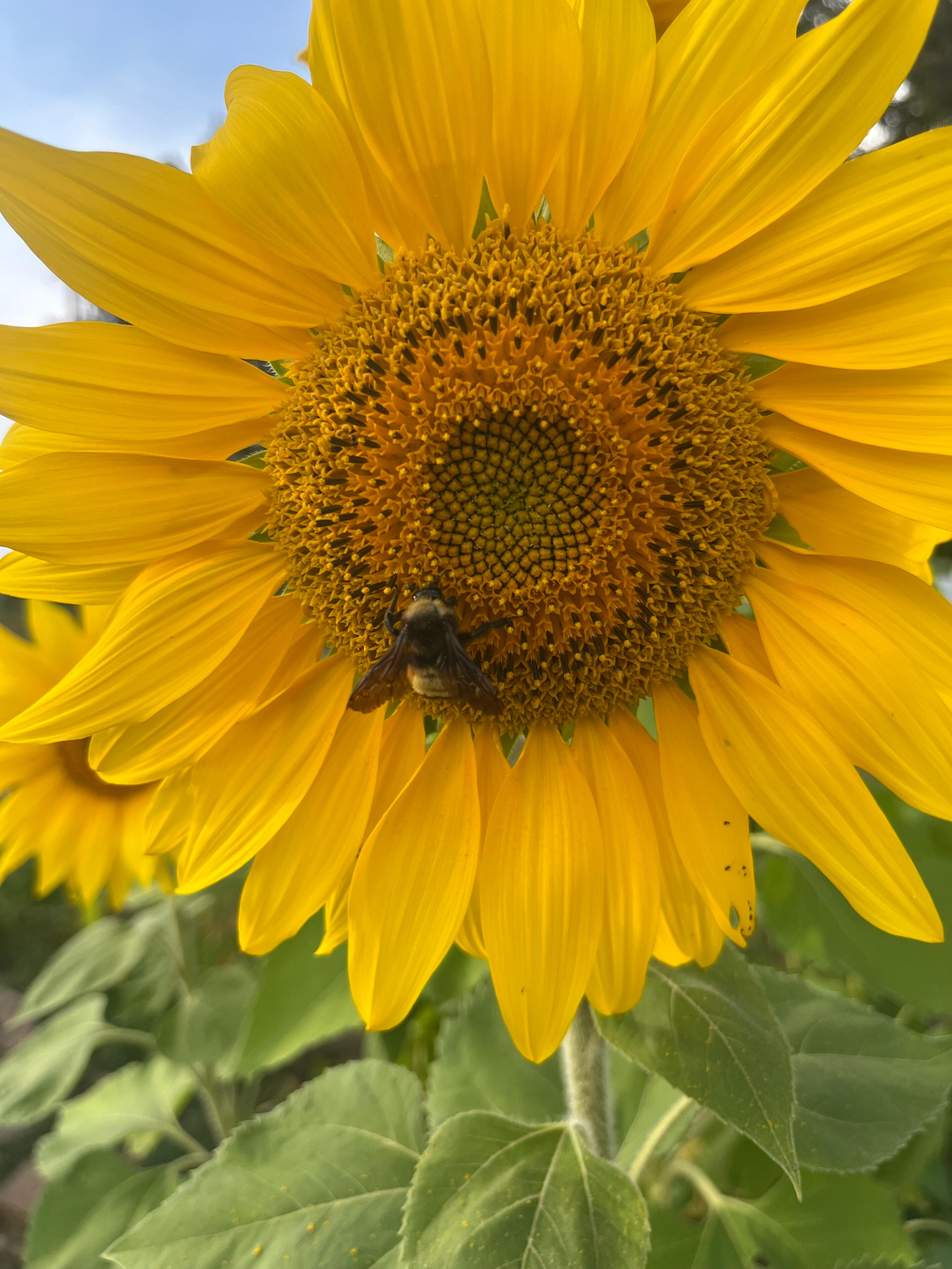 sunflower with bumblebee